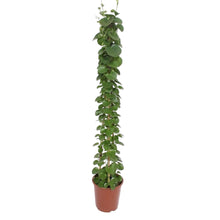 Kamerplant - Cissus rotundifolia - Pyramide - Pot Ø 27cm Hoogte ↕ 160cm