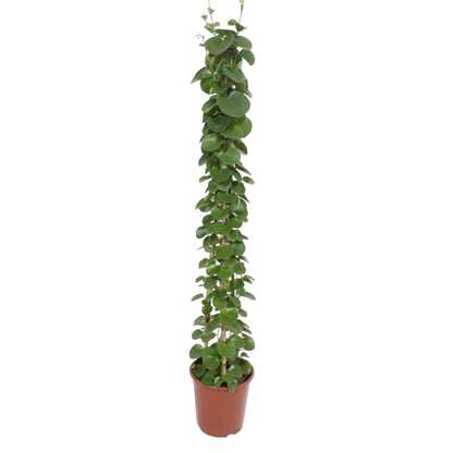 Kamerplant - Cissus rotundifolia - Pyramide - Pot Ø 27cm Hoogte ↕ 160cm