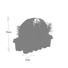 Buitenplant 12x 6 pack Lavendel angustifolia - Bloeiend - Pot Ø 7cm Hoogte ↕ 15cm