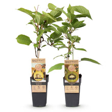 Buitenplant - Actinidia deliciosa Jenny & Golden Kiwi - Fruitplant 2 planten - Pot Ø 15cm Hoogte ↕ 50cm