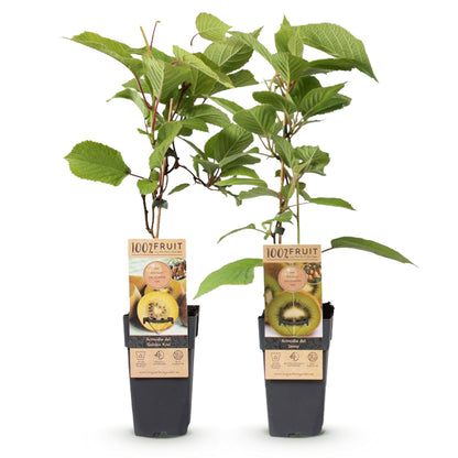 Buitenplant - Actinidia deliciosa Jenny & Golden Kiwi - Fruitplant 2 planten - Pot Ø 15cm Hoogte ↕ 50cm