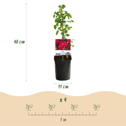 Buitenplant 2x Rosa Paul Scarlet Climber - Klimroos Bloeiend - Pot Ø 11cm Hoogte ↕ 40cm