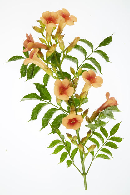 Buitenplant 2x Campsis 'Indian Summer' - Bloeiend - Pot Ø 15cm Hoogte ↕ 65cm