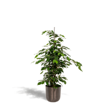 Kamerplant - Ficus benjamina Danielle - Inclusief sierpot - Pot Ø 21cm Hoogte ↕ 95cm