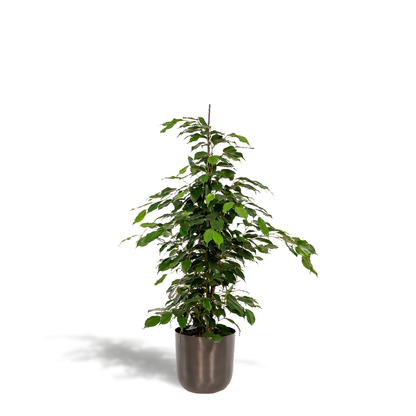Kamerplant - Ficus benjamina Danielle - Inclusief sierpot - Pot Ø 21cm Hoogte ↕ 95cm