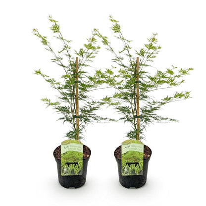 Buitenplant 2x Acer palmatum Emerald Lace - Pot Ø 19cm Hoogte ↕ 70cm