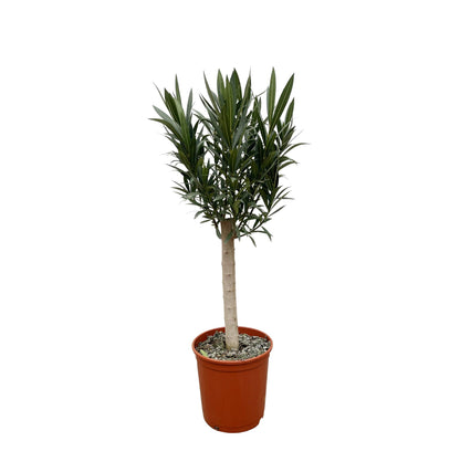 Buitenplant - Nerium Oleander op stam - Roze bloem - Pot Ø 22cm Hoogte ↕ 110cm