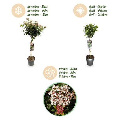 Buitenplant - Viburnum tinus op stam - Winterhard - Pot Ø 19cm Hoogte ↕ 90cm