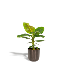 Kamerplant - Musa Dwarf Cavendish - Inclusief sierpot - Pot Ø 21cm Hoogte ↕ 90cm