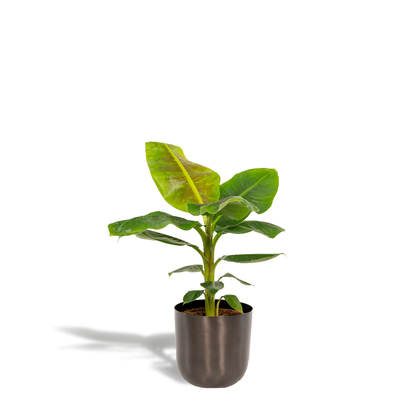 Kamerplant - Musa Dwarf Cavendish - Inclusief sierpot - Pot Ø 21cm Hoogte ↕ 90cm