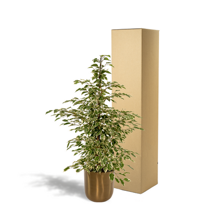 Kamerplant - Ficus benjamina Twilight - Inclusief sierpot - Pot Ø 21cm Hoogte ↕ 95cm