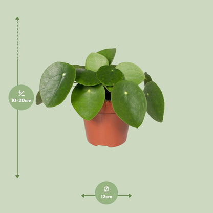 Kamerplant - Pilea Peperomioides - Pannekoekenplant - Pot Ø 12cm Hoogte ↕ 20cm