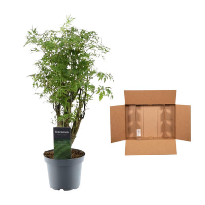 Kamerplant - Polyscias Hawaiiana Ming - Pot Ø 12cm Hoogte ↕ 45cm