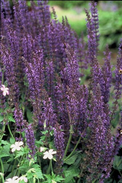 Buitenplant 60x Salvia nemorosa 'Mainacht' - Bloeiend - Pot Ø 9cm Hoogte ↕ 10-25cm