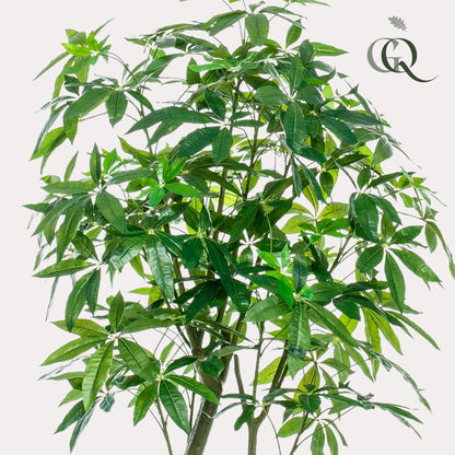 XL Kunstplant - Pachira Aquatica Geldboom - Hoogte ↕ 180cm