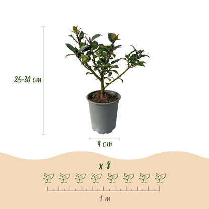 Buitenplant 8x Ilex 'Blue Maid' - Winterhard - Pot Ø 9cm Hoogte ↕ 25-30cm
