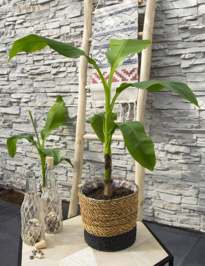 Buitenplant - Musa Basjoo - Winterhard - Pot Ø 15cm Hoogte ↕ 50cm