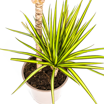 Kamerplant - Dracaena Marginata Sunray - Luchtzuiverend - Pot Ø 19cm Hoogte ↕ 80-100cm