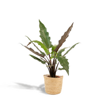 Kamerplant - Alocasia Lauterbachiana - Inclusief mand - Pot Ø 19cm Hoogte ↕ 80cm