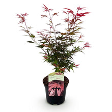 Buitenplant - Acer palmatum Shaina - Winterhard - Pot Ø 19cm Hoogte ↕ 70cm