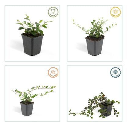 Buitenplant 48x Cotoneaster dam. 'Major' - Vaste plant - Pot Ø 9cm Hoogte ↕ 25cm