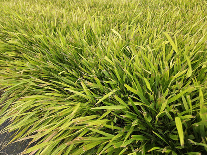 Buitenplant 24x Hakonechloa macra - Pot Ø 9cm Hoogte ↕ 10-25cm