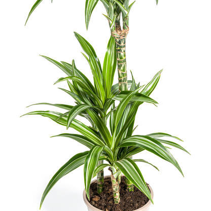 Kamerplant - Dracaena Deremensis White Stripe - Luchtzuiverend - Pot Ø 21cm Hoogte ↕ 90-110cm