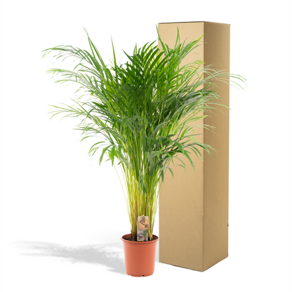 Kamerplant - Dypsis Lutescens (Areca Palm) - Hoogte ↕ 12-230cm