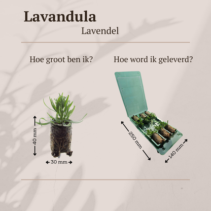 Buitenplant 6x Lavandula 'Munstead' - Bloeiend - Aromatisch