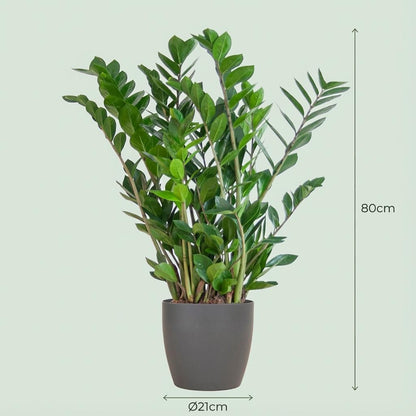 Kamerplant - Zamioculcas Zamiifolia - met Potter grijs - Pot Ø 21cm Hoogte ↕ 80cm