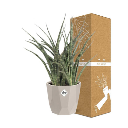 Kamerplant - Sansevieria Fernwood Punk - Pot Ø 14cm