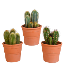 Kamerplant 3x Cereus mix - Pot Ø 10,5cm