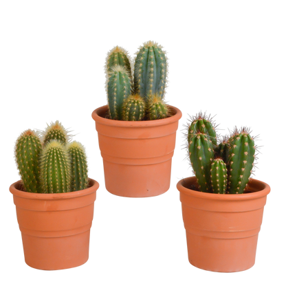 Kamerplant 3x Cereus mix - Pot Ø 10,5cm