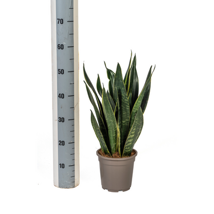 Kamerplant - Sansevieria Trifasciata Futura Black - Pot Ø 17cm Hoogte ↕ 45-55cm