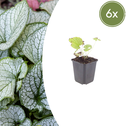 Buitenplant 6x Brunnera macr. 'Jack Frost' - Pot Ø 9cm Hoogte ↕ 10-25cm