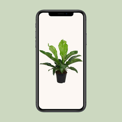 Kamerplant - Anthurium Karma Botanical - Pot Ø 30cm Hoogte ↕ 90cm