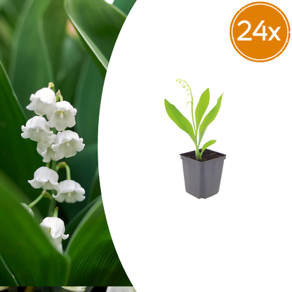 Buitenplant 24x Convallaria majalis - Bloeiend - Pot Ø 9cm Hoogte ↕ 10-25cm