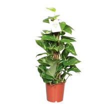 Kamerplant - Epipremnum Aureum - Pot Ø 15cm Hoogte ↕ 60cm