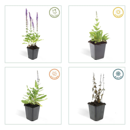 Buitenplant 60x Salvia nem. 'Ostfriesland' - Bloeiend - Pot Ø 9cm Hoogte ↕ 10-25cm