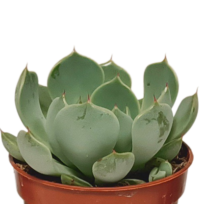 Kamerplant 10x Vetplanten Mix - Pot Ø 5.5cm