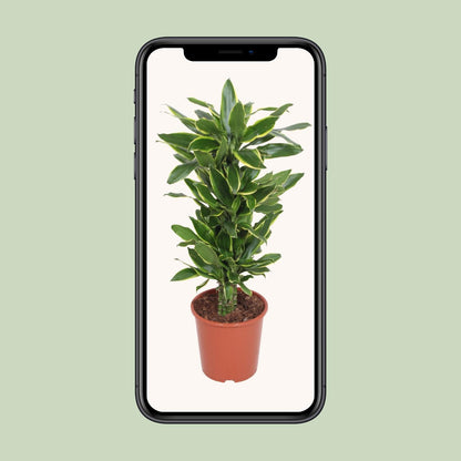 XL Kamerplant - Dracaena Golden Coast - Pot Ø 27cm Hoogte ↕ 110cm