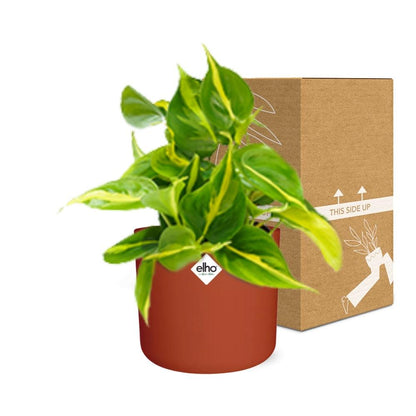 Kamerplant - Philodendron Scandens 'Brasil' - Incl. sierpot - Pot Ø 14cm