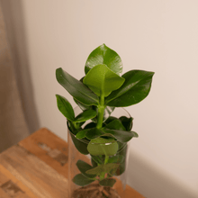 Kamerplant - Clusia in Cylinder Glas - Pot Ø 12cm Hoogte ↕ 30cm