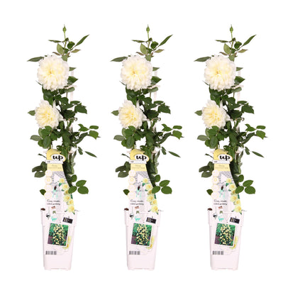 Buitenplant 3x Rosa Crazy in Love 'Vanilla' - Bloeiend - Pot Ø 15cm Hoogte ↕ 65cm