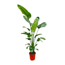 XL Kamerplant - Strelitzia Nicolai - Pot Ø 25-30cm Hoogte ↕ 180-200cm