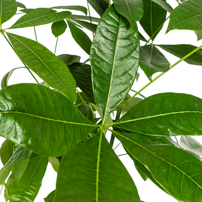 XL kamerplant - Pachira Aquatica - Pot Ø 24cm Hoogte ↕ 120-140cm