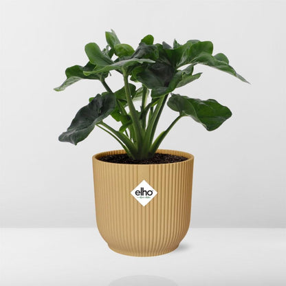 Kamerplant - Philodendron Atom - Pot Ø 14cm
