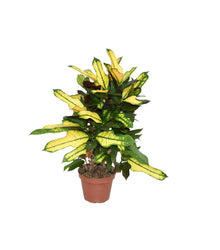 Kamerplant - Croton Wilma - Pot Ø 14cm Hoogte ↕ 50cm