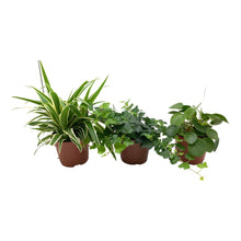 Kamerplant 3x Groene Mix - Chlorophytum, Hedera & Pilea - Pot Ø 13cm Hoogte ↕ 35cm