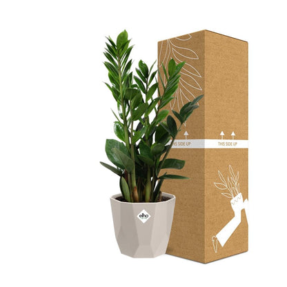 Kamerplant - Zamioculcas - Pot Ø 14cm Hoogte ↕ 45-50cm